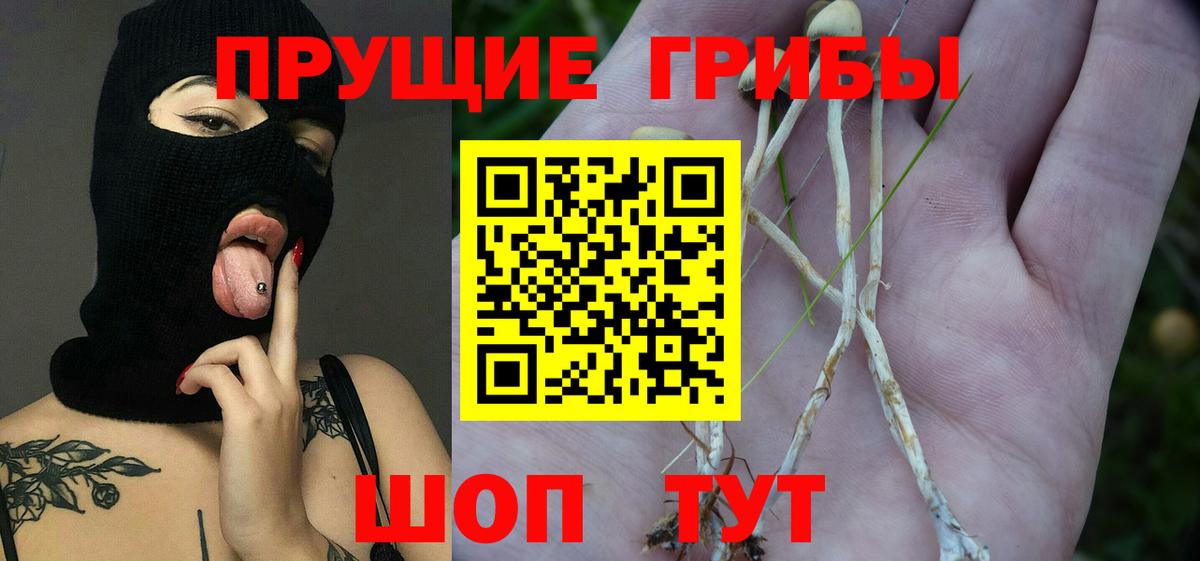 Псилоцибиновые грибы Psilocybine cubensis Шуя